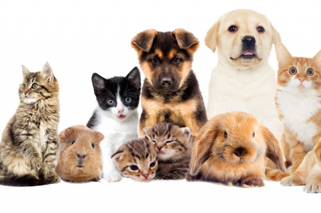 Регистрация домашних питомцев на Северном Кипре