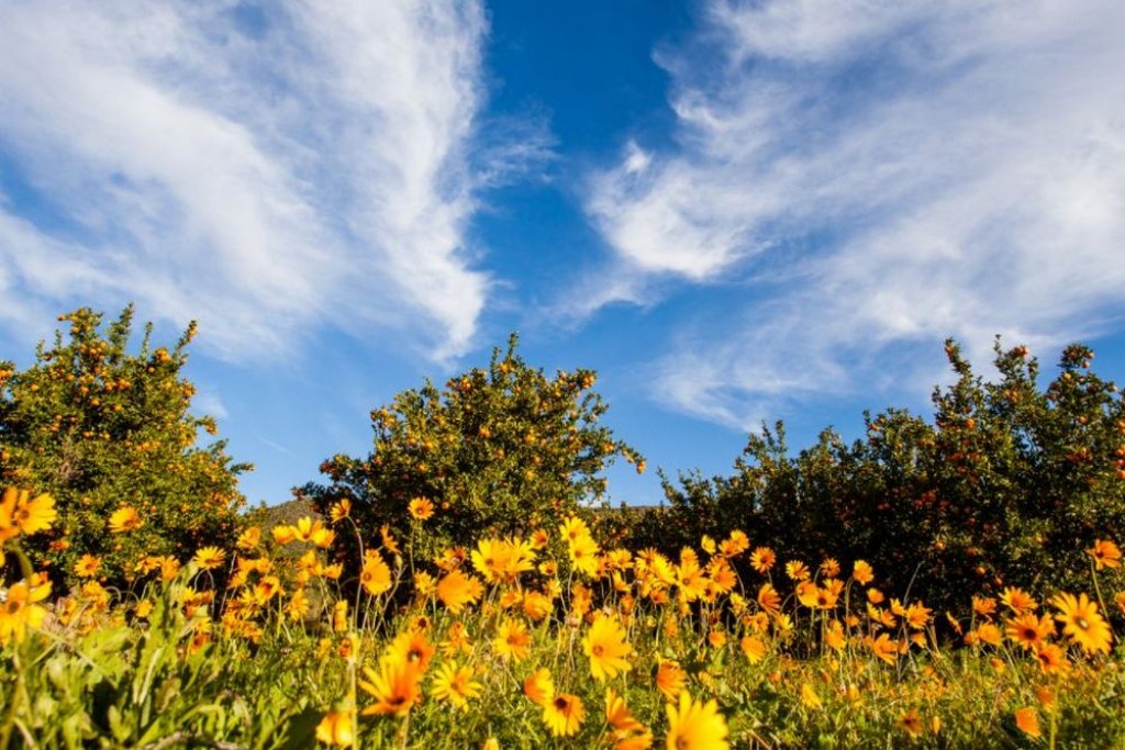 Весна на Кипре